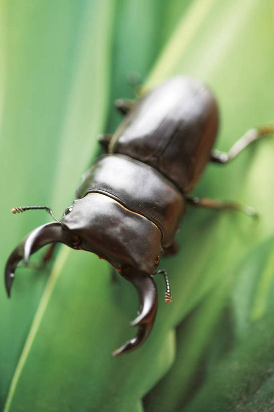 无人,竖图,俯视,室外,特写,白天,叶子,朦胧,模糊,昆虫,绿叶,甲壳虫,停留,一只,动物,趴着,嫩叶,停止,甲虫,害虫,逗留,停顿,鹿角锹形虫,锹甲虫,锹型虫,锹型甲,叶,叶片,趴,彩图,高角度拍摄,全身
