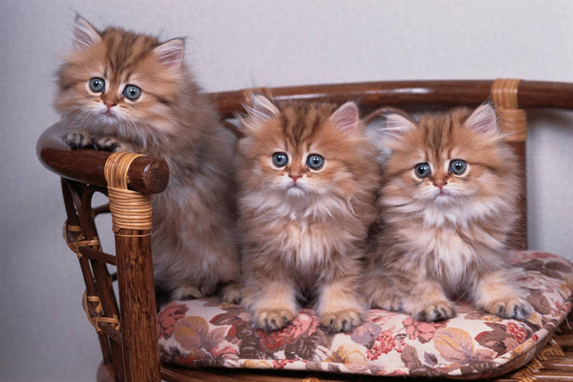 无人,坐,横图,室内,白天,白色背景,正面,靠垫,宠物,猫,椅子,三只,一把,阴影,反射,影子,木椅,墙,靠枕,波斯猫,注视,墙壁,墙面,白色,动物,垫子,枕头,观察,看,可爱,搭,摄影,影棚,观看,察看,搭着,关注,猫咪,坐着,彩图,全身,影棚拍摄,拍摄,金吉拉波斯猫