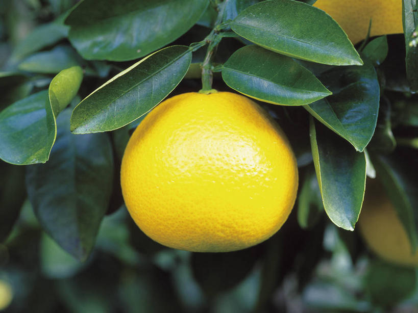 无人,横图,室外,特写,白天,正面,植物,柑橘,水果,阴影,新鲜,光线,影子,生食,食品,果实,果树,树,树木,食物,一个,绿色,阳光,自然,橙色,有机食品,绿色食品,生长,单个,成长,柑桔,橘子,桔子,彩图,大红蜜橘,大红袍,红橘,黄橘,宽皮橘,桔子树