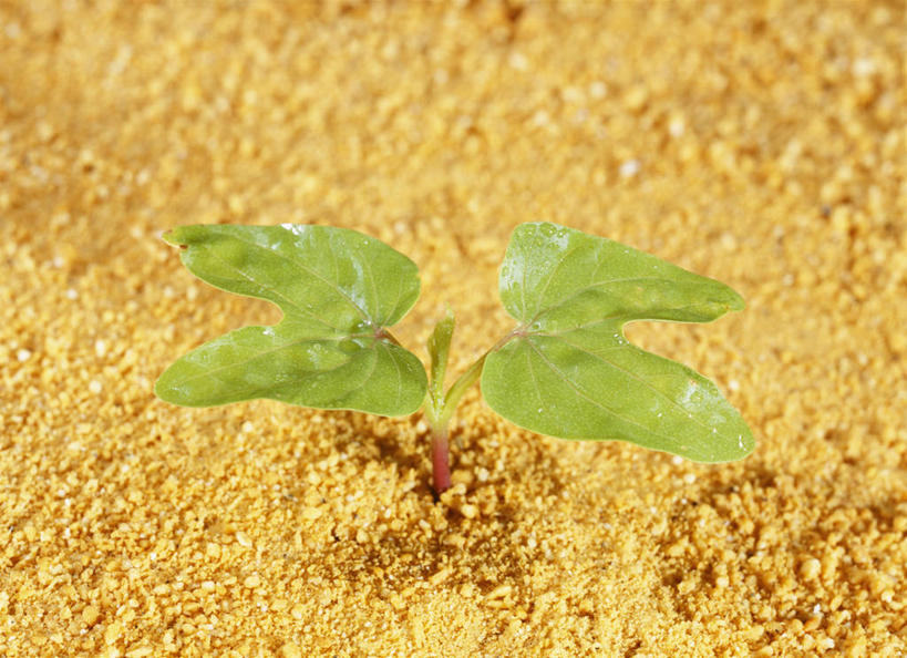 无人,横图,俯视,室外,特写,白天,美景,植物,阴影,朦胧,模糊,光线,影子,景观,泥土,土壤,发芽,绿色,阳光,自然,景色,生长,成长,自然风光,抽芽,彩图,高角度拍摄