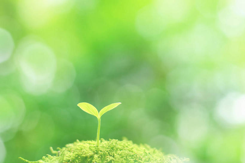 无人,横图,室外,特写,白天,正面,美景,植物,阴影,朦胧,模糊,光线,影子,景观,青苔,发芽,苔藓,绿色,阳光,自然,景色,生长,成长,自然风光,抽芽,彩图