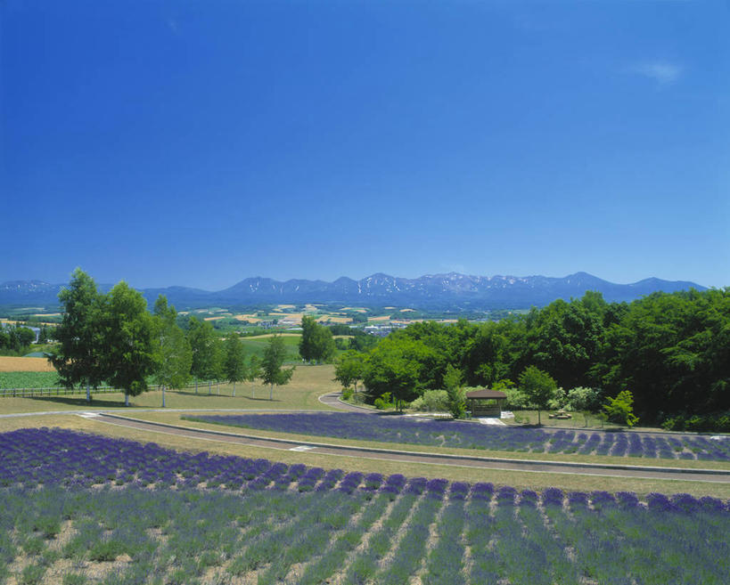 无人,横图,室外,白天,正面,爱情,花海,花圃,美景,森林,山,山脉,树林,植物,叶子,北海道,日本,亚洲,阴影,盛开,光线,影子,景观,山峰,云,云朵,山峦,浪漫,花蕾,云彩,花,花瓣,花朵,花卉,鲜花,树,树木,蓝色,绿色,紫色,白云,蓝天,天空,阳光,自然,香草,花丛,花束,花田,群山,天,花苞,花蕊,薰衣草,景色,生长,晴朗,成长,自然风光,呼吸,东亚,日本国,北海道地方,北海道岛,灵香草,黄香草,奇迹,晴空,彩图,十胜综合振兴局,振兴局,道东