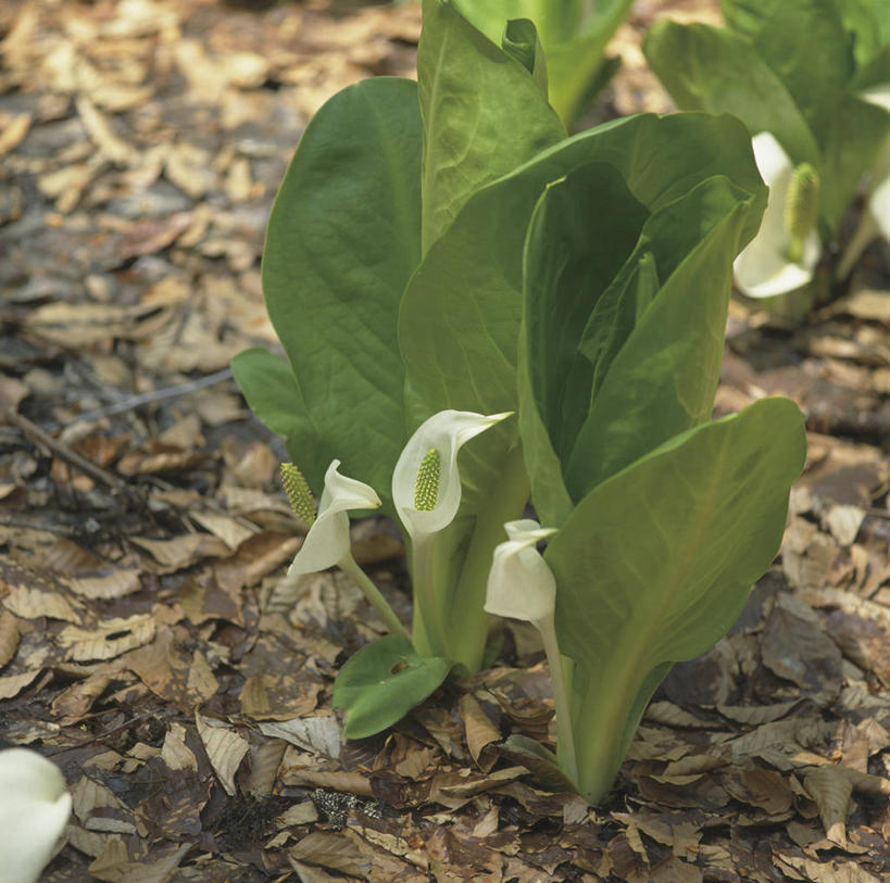 无人,横图,俯视,室外,特写,白天,美景,植物,叶子,一堆,许多,阴影,堆叠,堆积,朦胧,模糊,盛开,光线,影子,景观,枯叶,落叶,草药,药草,很多,花蕾,中药,花,花瓣,花朵,鲜花,阳光,自然,花苞,花蕊,景色,堆,有毒,自然风光,药材,中草药,中药材,本草,臭菘,叶,叶片,彩图,高角度拍摄