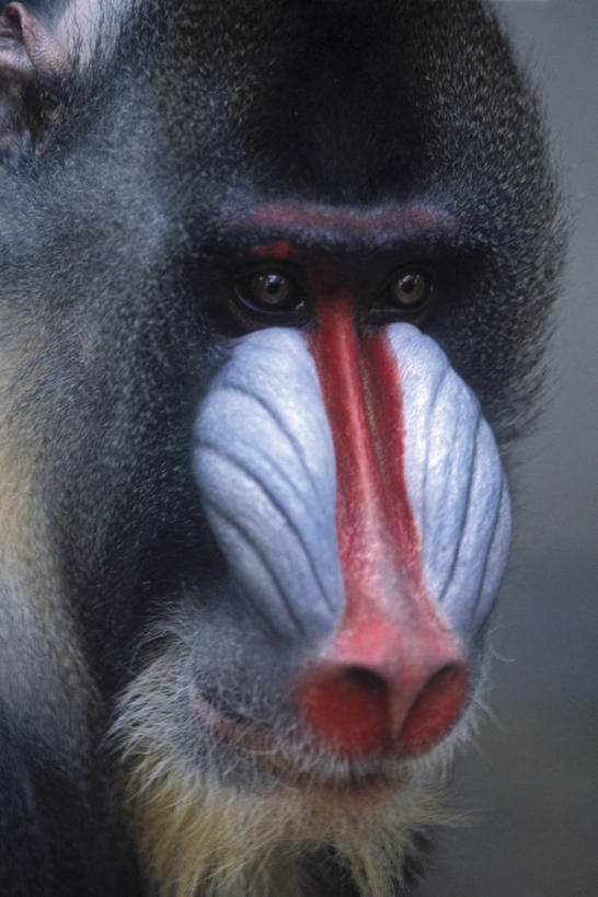 头,无人,竖图,室外,特写,白天,正面,哺乳动物,野生动物,朦胧,模糊,狒狒,注视,一只,动物,观察,看,活泼,观看,察看,关注,阿拉伯狒狒,头部,半身,彩图