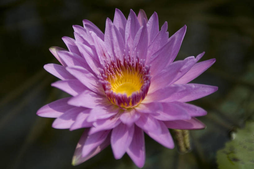 无人,横图,俯视,室外,特写,白天,美景,睡莲,阴影,朦胧,模糊,盛开,光线,影子,景观,花蕾,花,花瓣,花朵,鲜花,一朵,粉色,阳光,自然,花苞,花蕊,景色,自然风光,纯真,妖艳,水芹花,抒情,洁净,水洋花,小莲花,子午莲,彩图,高角度拍摄