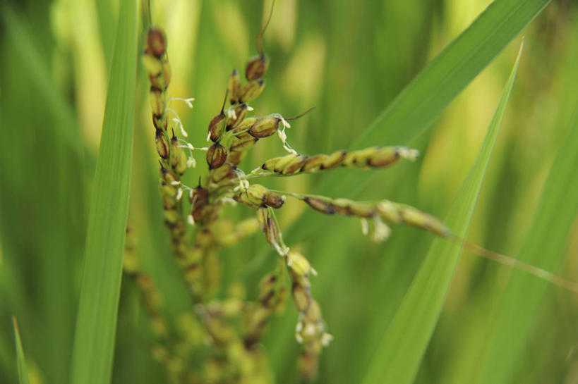 无人,农田,横图,俯视,室外,特写,白天,农业,庄稼,农作物,美景,阴影,朦胧,模糊,光线,影子,稻田,景观,谷类,谷物,米,大米,阳光,自然,景色,自然风光,黑米,彩图,高角度拍摄,耕地,庄稼田