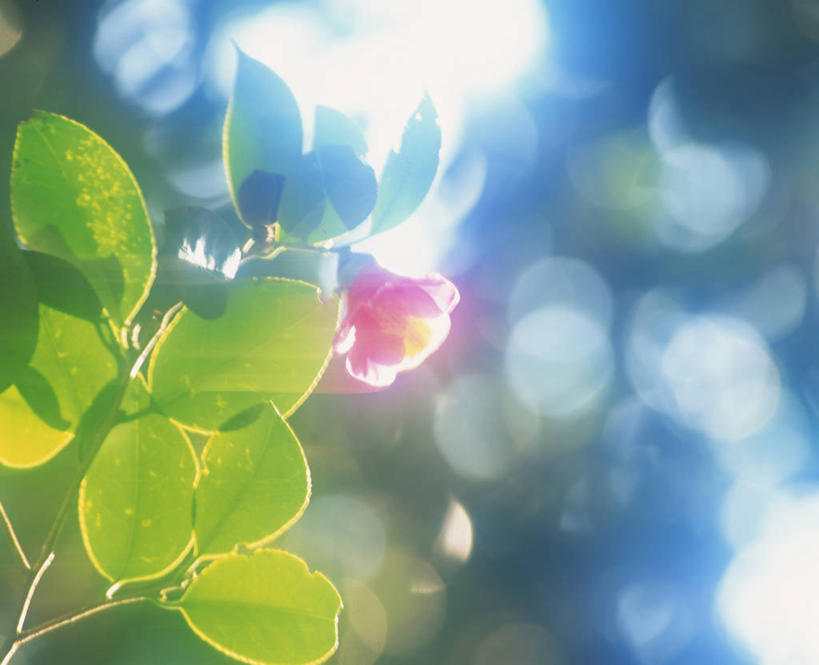 无人,横图,室外,特写,白天,仰视,美景,植物,山茶花,叶子,日本,亚洲,阴影,朦胧,模糊,盛开,光线,纹理,影子,景观,绿叶,花蕾,花,花瓣,花朵,鲜花,绿色,阳光,自然,花苞,花蕊,嫩叶,景色,自然风光,东亚,本州,肌理,本州岛,日本国,中国地方,玉茗花,耐冬,山口,山口县,海石榴,茶花,叶,叶片,叶脉,彩图,低角度拍摄,萩市