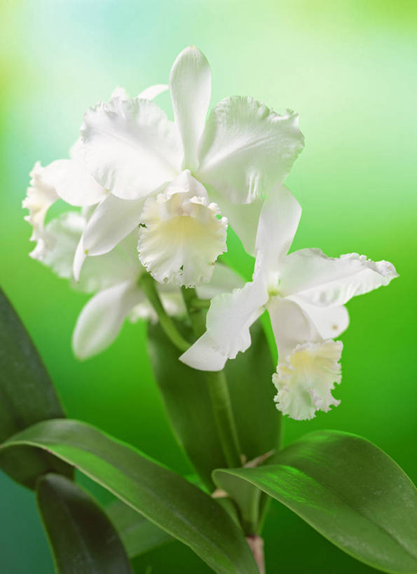 无人,竖图,俯视,室外,特写,白天,美景,植物,叶子,阴影,朦胧,模糊,盛开,光线,纹理,影子,景观,绿叶,花蕾,花,花瓣,花朵,鲜花,绿色,白色,阳光,自然,花苞,花蕊,嫩叶,景色,自然风光,肌理,倾慕,花中君子,阿开木,加多利亚兰,嘉徳利亚兰,嘉德丽亚兰,卡特兰,卡特利亚兰,兰花,叶,叶片,叶脉,彩图,高角度拍摄,敬爱