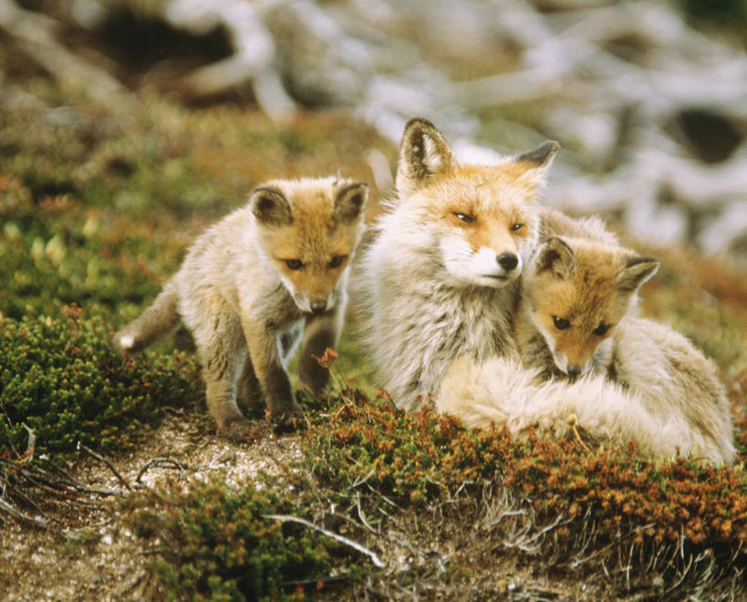 无人,站,横图,室外,白天,正面,草地,草坪,美景,植物,狐狸,野生动物,北海道,日本,亚洲,三只,阴影,朦胧,模糊,光线,影子,景观,注视,草,绿色,阳光,自然,动物,低头,观察,看,趴着,站着,景色,观看,察看,关注,自然风光,狡猾,东亚,日本国,北海道地方,北海道岛,垂头,狡诈,火狐,红狐,赤狐,草狐,趴,站立,彩图,全身,十胜综合振兴局,振兴局,道东