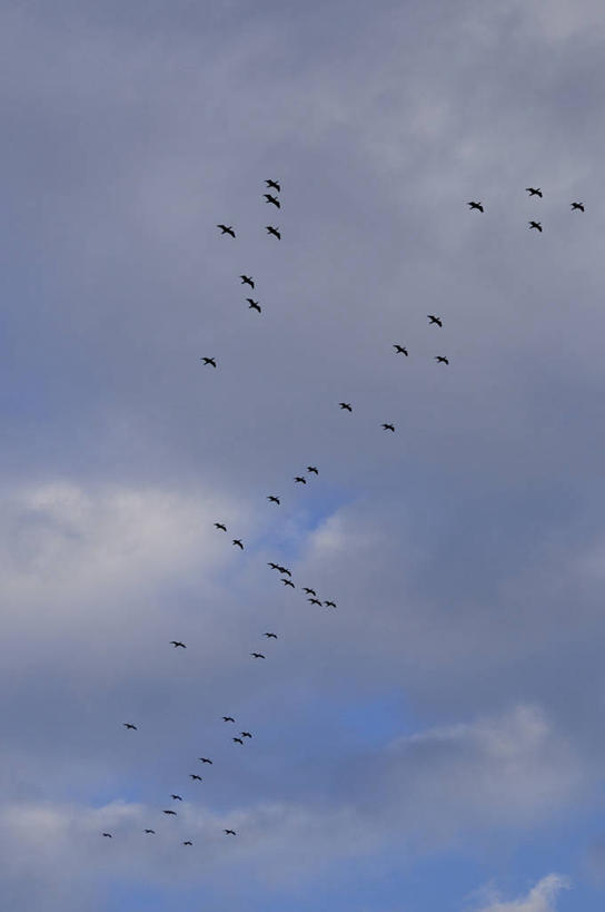 无人,竖图,室外,白天,仰视,美景,鸟,许多,飞翔,伸展,张开,展翅,阴影,飞行,光线,翅膀,鸬鹚,鸟类,影子,景观,云,云朵,很多,翱翔,云彩,飞,捕鱼,蓝色,白云,蓝天,天空,阳光,自然,天,景色,晴朗,迁徙,迁移,自然风光,转移,鱼鹰,水老鸦,张开翅膀,展开翅膀,晴空,半身,彩图,低角度拍摄,往返,移居