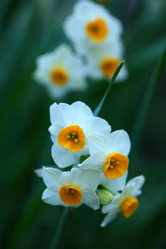 无人,竖图,俯视,室外,特写,白天,爱情,陶醉,花海,花圃,美景,植物,水仙花,叶子,阴影,朦胧,模糊,盛开,光线,影子,景观,花蕾,花,花瓣,花朵,花卉,鲜花,绿色,阳光,自然,花丛,花束,花田,花苞,花蕊,景色,自然风光,记忆,金盏银台,玉玲珑,女史花,雅蒜,天蒜,敬意,自恋,黄水仙,喇叭水仙,凌波仙子,水仙,天葱,彩图,高角度拍摄