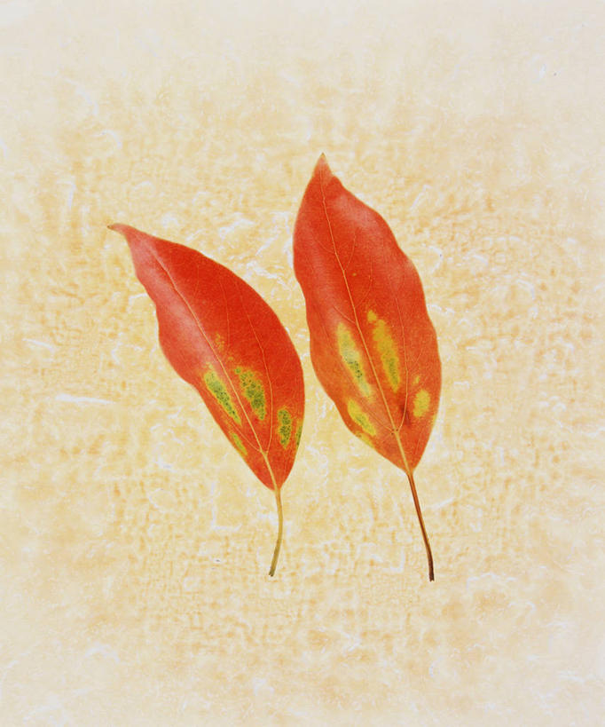 无人,竖图,室内,特写,白天,正面,叶子,两片,阴影,反射,影子,枯叶,落叶,摄影,影棚,叶,叶片,彩图,影棚拍摄,拍摄