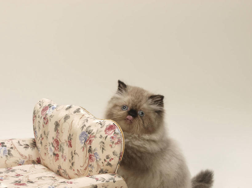 无人,横图,室内,白天,正面,沙发,宠物,猫,灰色背景,注视,一只,动物,观察,看,趴着,可爱,摄影,影棚,观看,察看,关注,猫咪,布艺沙发,喜马拉雅猫,趴,半身,彩图,影棚拍摄,拍摄