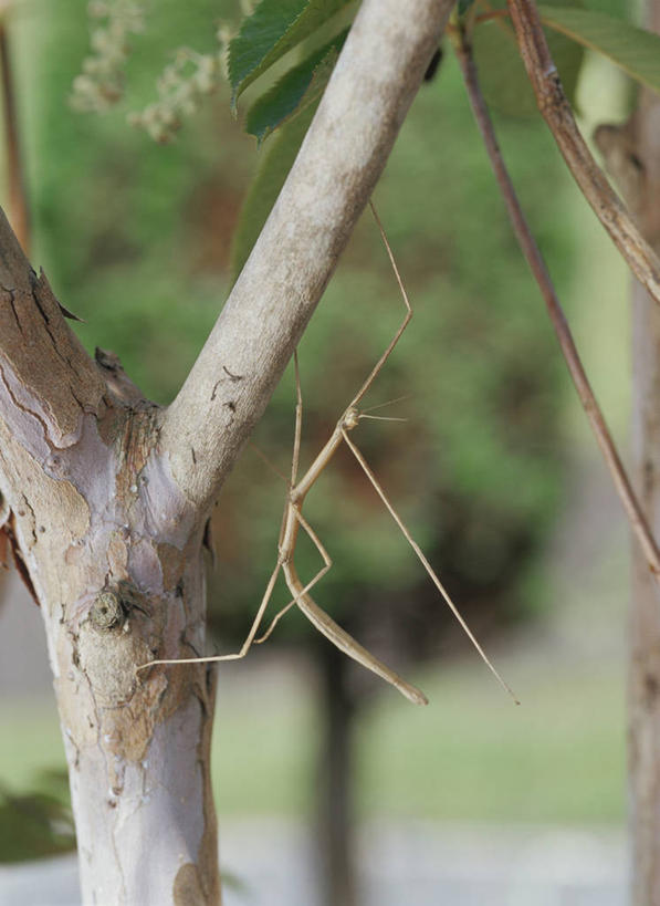无人,竖图,室外,特写,白天,侧面,美景,植物,吊挂,悬挂,阴影,朦胧,模糊,光线,昆虫,影子,景观,枝条,挂,无脊椎动物,树,树木,树枝,一只,绿色,阳光,自然,动物,景色,生长,成长,自然风光,害虫,竹节虫,虬枝,枝杈,彩图,全身