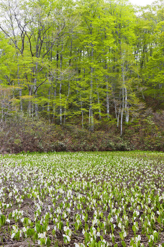 无人,竖图,室外,白天,正面,旅游,度假,花海,花圃,美景,树林,植物,叶子,长野县,日本,亚洲,阴影,盛开,光线,影子,景观,草药,药草,花蕾,娱乐,中药,花,花瓣,花朵,花卉,鲜花,树,树木,绿色,阳光,自然,花丛,花束,花田,花苞,花蕊,享受,休闲,景色,放松,生长,成长,有毒,自然风光,药材,中草药,东亚,中药材,本草,本州,本州岛,日本国,中部地方,长野,臭菘,彩图