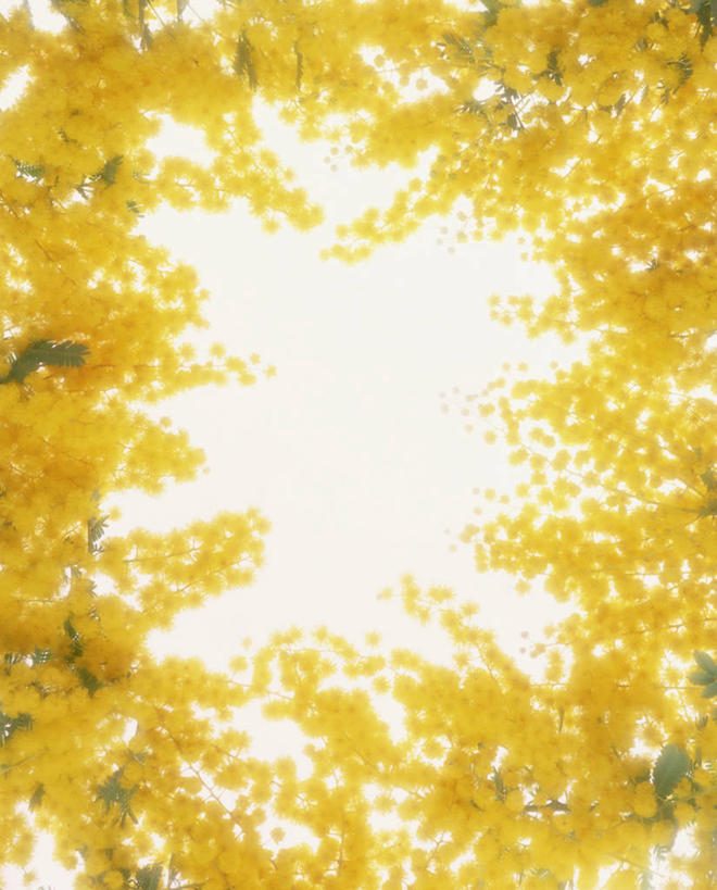 无人,竖图,室内,特写,白天,白色背景,正面,快乐,一排,许多,整齐,并列,并排,盛开,很多,花蕾,花,花瓣,花朵,鲜花,排列,黄色,花苞,花蕊,摄影,影棚,队列,平行,金合欢,鸭皂树,稍纵即逝,金合欢树,彩图,影棚拍摄,拍摄