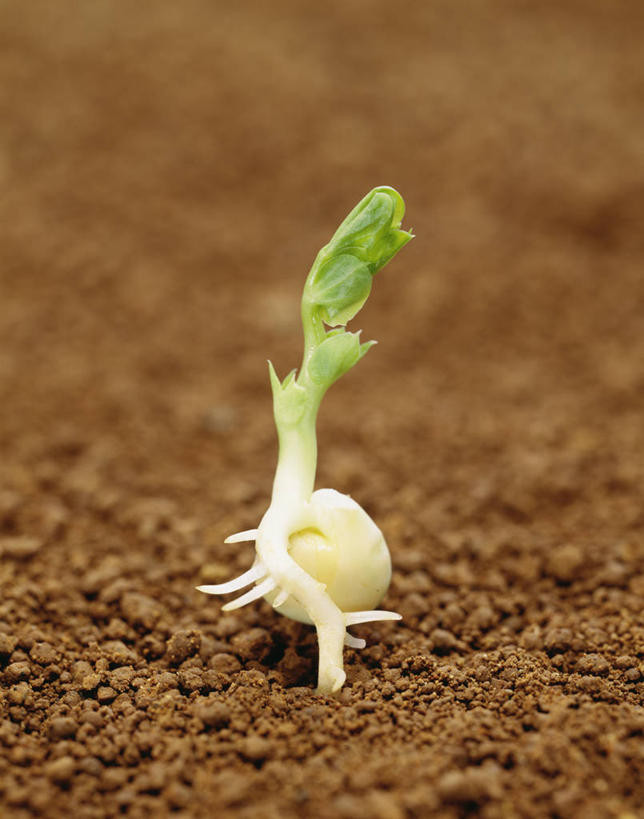 无人,农田,竖图,室外,特写,白天,正面,庄稼,农作物,美景,蔬菜,阴影,朦胧,模糊,新鲜,光线,影子,景观,泥土,土壤,食品,发芽,豆苗,食物,阳光,自然,景色,有机食品,绿色食品,自然风光,豌豆苗,豌豆藤,抽芽,彩图,耕地,庄稼田