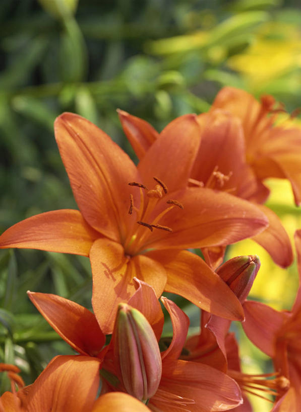 无人,竖图,室外,特写,白天,正面,美景,阴影,朦胧,模糊,盛开,光线,影子,景观,花蕾,花,花瓣,花朵,鲜花,阳光,自然,花苞,花蕊,橙色,景色,自然风光,强瞿,百合,倒仙,番韭,山丹,彩图