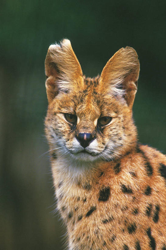 头,无人,站,竖图,室外,特写,白天,侧面,哺乳动物,野生动物,阴影,光线,影子,扭头,注视,一只,阳光,动物,观察,看,站着,转头,观看,察看,关注,山猫,猞猁,凶猛,林曳,马猞猁,猞猁狲,猞狮,残暴,凶残,头部,站立,半身,彩图