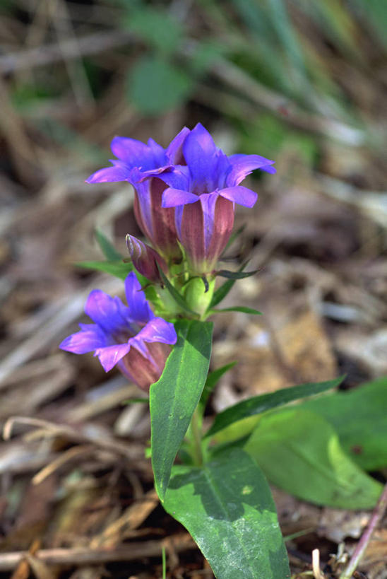 无人,竖图,俯视,室外,特写,白天,美景,植物,叶子,阴影,朦胧,模糊,盛开,光线,纹理,影子,景观,绿叶,花蕾,花,花瓣,花朵,鲜花,两朵,绿色,紫色,阳光,自然,花苞,花蕊,嫩叶,景色,龙胆,龙胆花,自然风光,肌理,叶,叶片,叶脉,彩图,高角度拍摄,地胆头,苦地胆,三花龙胆