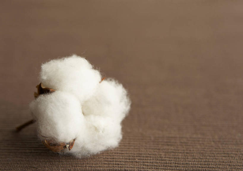无人,横图,俯视,室内,特写,白天,农作物,阴影,柔软,反射,影子,棉花,纺织,一个,白色,健康,温暖,单个,纤维,柔和,暖和,彩图,高角度拍摄