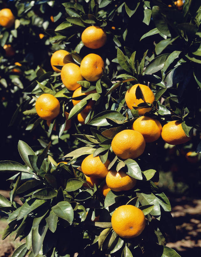 无人,果园,竖图,室外,特写,白天,正面,美景,树林,田园,植物,柑橘,水果,阴影,新鲜,光线,影子,景观,生食,食品,果实,果树,树,树木,食物,绿色,阳光,自然,橙色,景色,有机食品,绿色食品,生长,成长,自然风光,田庄,园子,柑桔,橘子,桔子,彩图,大红蜜橘,大红袍,红橘,黄橘,宽皮橘,桔子树