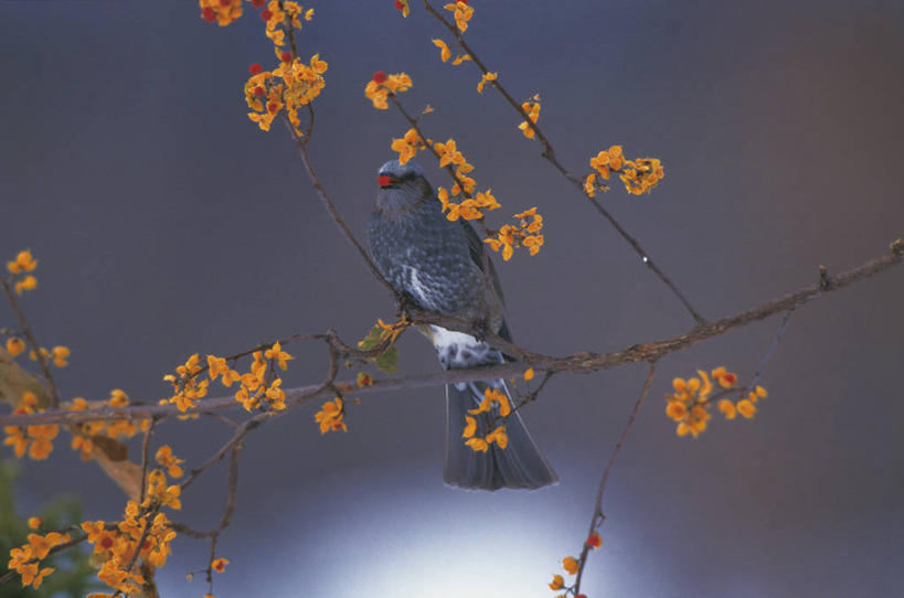 无人,站,横图,室外,特写,白天,正面,美景,鸟,阴影,朦胧,模糊,盛开,光线,鸟类,影子,景观,枝条,花蕾,注视,花,花瓣,花朵,鲜花,树枝,一只,阳光,自然,花苞,花蕊,观察,看,站着,景色,观看,察看,关注,自然风光,栗耳鹎,虬枝,枝杈,鹎,站立,彩图,全身,棕耳鹎,栗耳短脚鹎