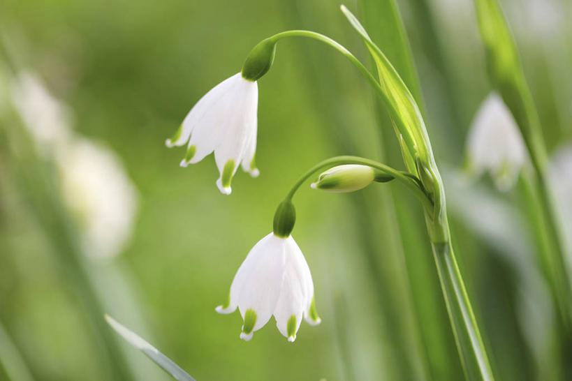 无人,横图,室外,特写,白天,正面,幸福,美景,叶子,朦胧,模糊,盛开,景观,铃兰花,绿叶,花蕾,花,花瓣,花朵,鲜花,白色,自然,花苞,花蕊,嫩叶,景色,铃铛花,铃兰,自然风光,君影草,山谷百合,香水花,思念,叶,叶片,彩图
