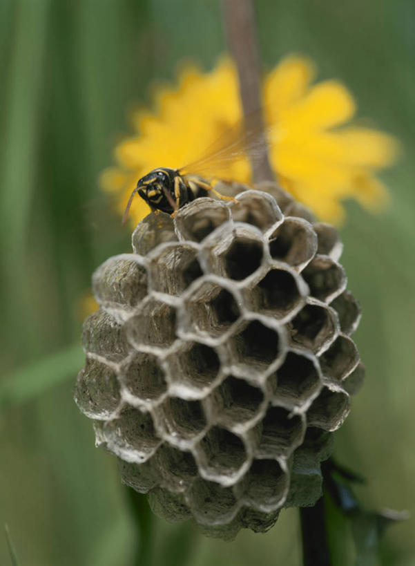 无人,竖图,室外,特写,白天,正面,美景,朦胧,模糊,盛开,昆虫,蜂巢,蜂窝,景观,花蕾,停留,花,花瓣,花朵,鲜花,一朵,一只,黄色,自然,动物,花苞,花蕊,景色,停止,自然风光,黄蜂,益虫,胡蜂,马蜂,蚂蜂,逗留,停顿,彩图,全身