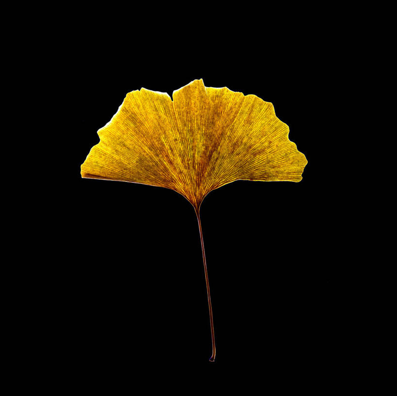 无人,横图,室内,特写,白天,正面,植物,静物,叶子,一片,黑色背景,草药,药草,中药,树叶,黄色,银杏叶,摄影,影棚,药材,中草药,中药材,本草,白果叶,叶片,彩图,影棚拍摄,拍摄