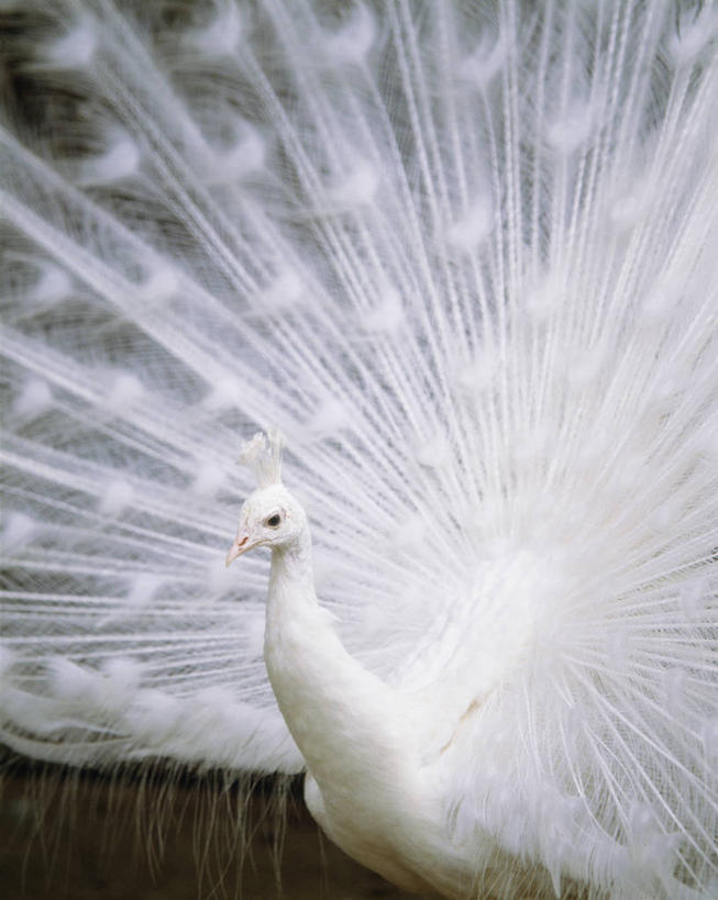 无人,站,竖图,室外,白天,正面,孔雀,鸟,野生动物,鲜艳,鸟类,美丽,注视,漂亮,一只,白色,动物,观察,看,站着,可爱,活泼,观看,保护,吉祥,察看,优美,关注,华贵,善良,防御,艳丽,孔雀开屏,越鸟,百鸟之王,示威,斑斓,瑰丽,娇艳,锦绣,奇丽,求偶,蓝孔雀,印度孔雀,站立,半身,彩图