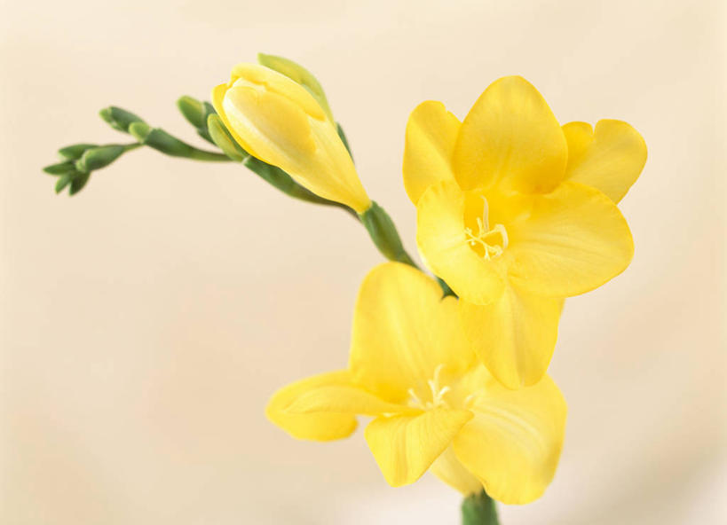 无人,横图,室内,特写,白天,正面,纯洁,阴影,盛开,反射,影子,小苍兰,花蕾,花,花瓣,花朵,鲜花,黄色,花苞,花蕊,摄影,影棚,清香,浓情,麦兰,小菖兰,雪兰,洋晚香玉,彩图,影棚拍摄,拍摄