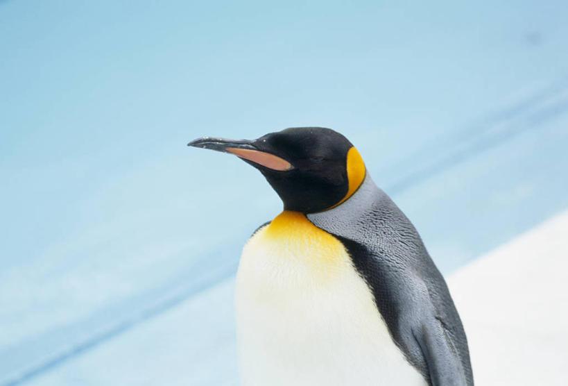 无人,站,横图,室外,特写,白天,侧面,海浪,海洋,美景,沙滩,企鹅,野生动物,阴影,光线,沙子,影子,海岸,景观,浪花,沙地,注视,一只,蓝色,蓝天,天空,阳光,自然,海水,动物,天,观察,看,站着,景色,可爱,活泼,晴朗,观看,察看,关注,自然风光,帝企鹅,海景,万里无云,皇帝企鹅,国王企鹅,皇企鹅,王企鹅,大海,风浪,海,海水的波动,海滩,近岸浪,涌浪,晴空,晴空万里,站立,半身,彩图
