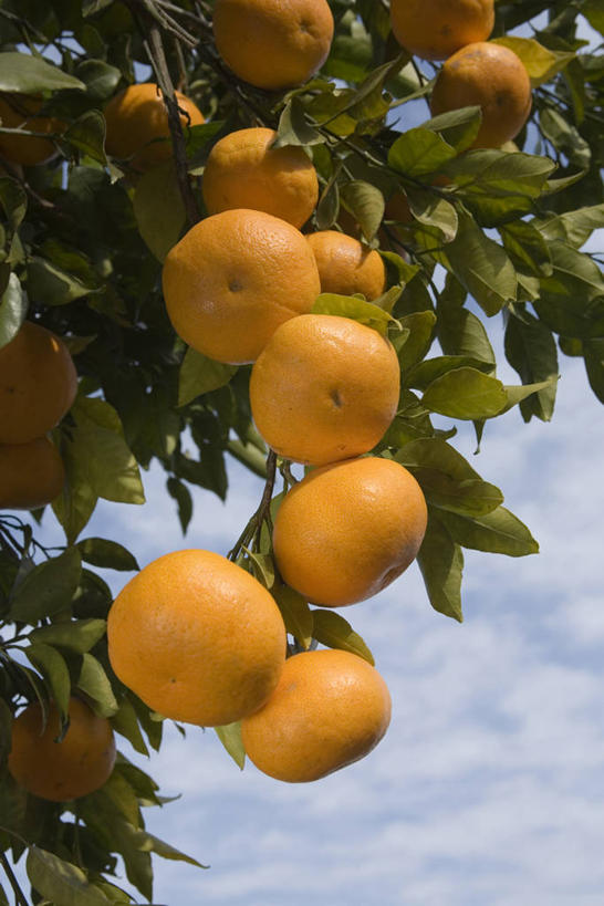 无人,竖图,室外,白天,仰视,美景,植物,柑橘,水果,吊挂,悬挂,阴影,新鲜,光线,影子,景观,云,云朵,生食,食品,果实,果树,挂,云彩,树,树木,食物,蓝色,绿色,白云,蓝天,天空,阳光,自然,天,景色,有机食品,绿色食品,生长,晴朗,成长,自然风光,柑桔,晴空,橘子,桔子,彩图,低角度拍摄,大红蜜橘,大红袍,红橘,黄橘,宽皮橘,桔子树