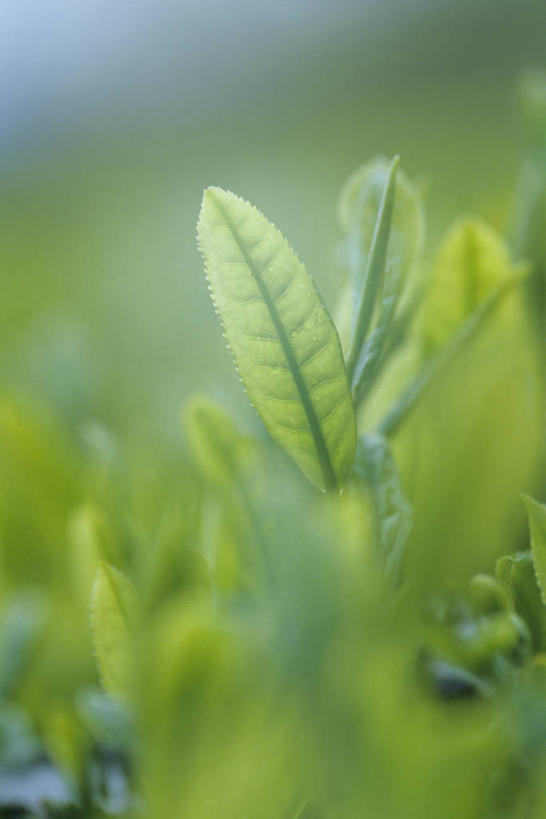 无人,竖图,室外,特写,白天,正面,幸福,美景,茶,叶子,朦胧,模糊,景观,茶叶,绿叶,娱乐,茶园,自然,享受,休闲,温馨,嫩叶,景色,放松,乐趣,提神,舒适,自然风光,醒脑,茶场,叶,叶片,彩图