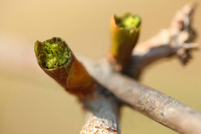 无人,横图,室外,特写,白天,正面,美景,植物,阴影,朦胧,模糊,光线,影子,景观,草药,药草,枝条,中药,树枝,阳光,自然,景色,自然风光,药材,中草药,接骨木,中药材,本草,草珊瑚,接骨金粟兰,九节茶,九节风,九节花,肿节风,竹节茶,虬枝,枝杈,彩图