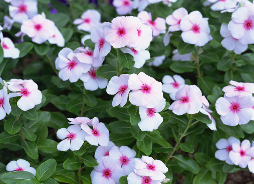 无人,横图,俯视,室外,特写,白天,快乐,花海,花圃,美景,植物,叶子,朦胧,模糊,盛开,景观,绿叶,花蕾,花,花瓣,花朵,花卉,鲜花,粉色,绿色,自然,花丛,花束,花田,花苞,花蕊,嫩叶,景色,青春,回忆,自然风光,坚贞,日日草,日日春,四时春,叶,叶片,长春花,彩图,高角度拍摄