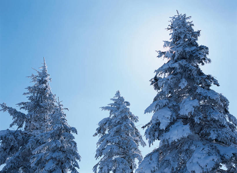 无人,横图,室外,白天,仰视,美景,雪,植物,大雪,三棵,阴影,光线,影子,积雪,景观,雪景,冬季,冬天,树,树木,蓝色,绿色,蓝天,天空,阳光,自然,天,景色,寒冷,生长,晴朗,成长,自然风光,万里无云,严寒,晴空,晴空万里,彩图,低角度拍摄