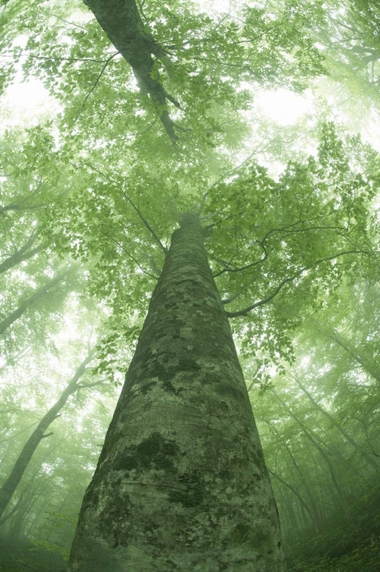 无人,竖图,室外,白天,仰视,美景,森林,树林,植物,雾,朦胧,模糊,景观,树,树木,绿色,自然,景色,生长,成长,迷雾,自然风光,大雾,彩图,低角度拍摄