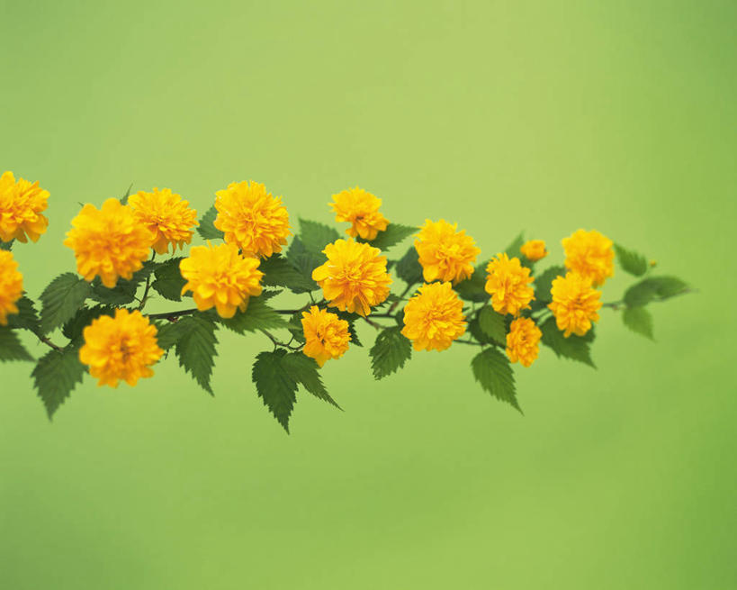 无人,横图,室内,特写,白天,正面,许多,绿色背景,阴影,朦胧,模糊,盛开,反射,影子,很多,花蕾,花,花瓣,花朵,鲜花,黄色,花苞,花蕊,摄影,影棚,分别,离别,长生菊,黄金盏,金盏花,金盏菊,醒酒花,惜别,彩图,影棚拍摄,拍摄