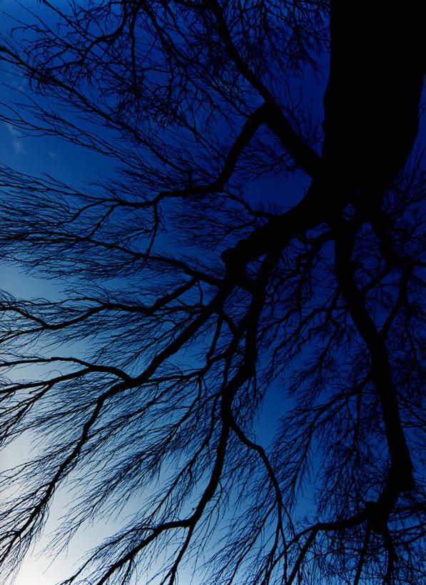 无人,竖图,室外,白天,仰视,美景,树林,植物,日本,亚洲,景观,枝条,树,树木,树枝,绿色,天空,自然,天,景色,生长,成长,自然风光,东亚,本州,本州岛,日本国,岩手,岩手县,东北地方,虬枝,枝杈,彩图,低角度拍摄