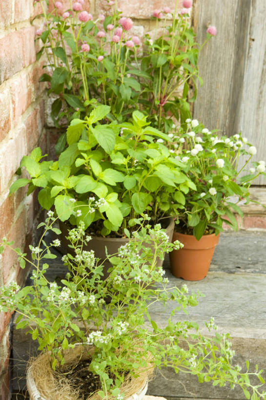 无人,竖图,室外,白天,正面,植物,花盆,阴影,光线,盆栽,影子,陶瓷,盆景,陶瓷制品,绿色,阳光,自然,容器,香草,生长,成长,储藏,储存,芳香植物,彩图,贮存