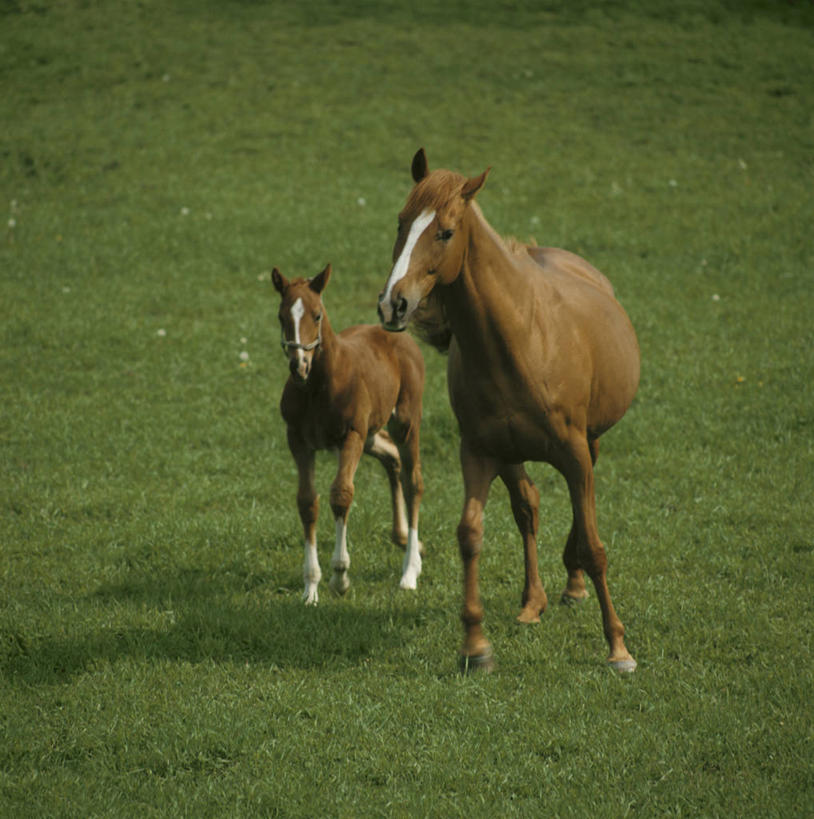 无人,农场,站,竖图,室外,白天,正面,畜牧业,牧场,美景,马,野生动物,阴影,光线,影子,景观,注视,阳光,自然,动物,观察,看,站着,景色,运输,牲畜,观看,察看,两匹,关注,自然风光,畜牧,牧业,站立,彩图,全身