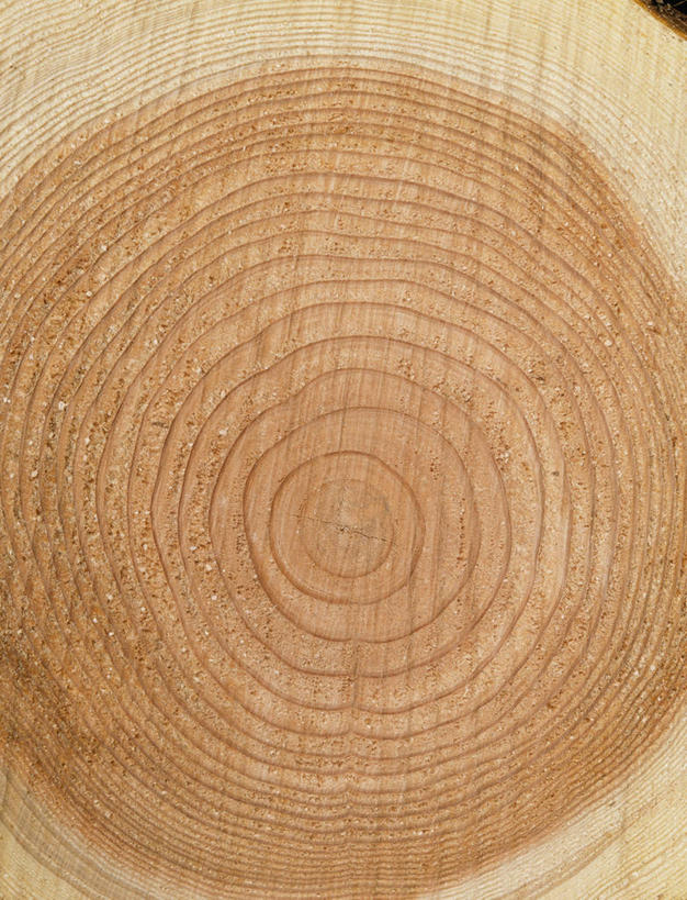 无人,竖图,室内,特写,白天,正面,静物,阴影,反射,影子,圆环,圆圈,年轮,年龄,环状,横截面,剖面,周期,年数,截面,截面图形,彩图
