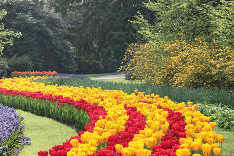 无人,横图,室外,白天,正面,爱情,旅游,度假,草地,草坪,花海,花圃,美景,树林,植物,郁金香,叶子,欧洲,荷兰,阴影,盛开,光线,影子,景观,首都,祝福,花蕾,娱乐,草,花,花瓣,花朵,花卉,鲜花,树,树木,黄色,红色,绿色,紫色,阳光,自然,花丛,花束,花田,花苞,花蕊,享受,休闲,景色,放松,生长,成长,表白,西欧,自然风光,荣誉,阿姆斯特丹,永恒,荷兰王国,尼德兰王国,库肯霍夫花园,北荷兰省,郁香,洋荷花,草麝香,彩图