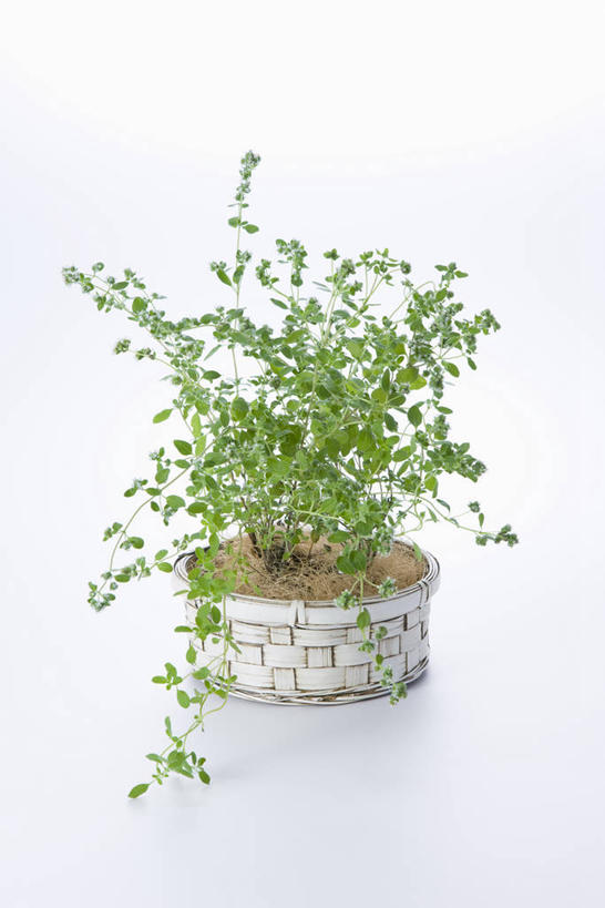 无人,竖图,室内,特写,白天,白色背景,正面,植物,盆栽,调味,香料,佐料,盆景,绿色,自然,摄影,影棚,生长,成长,配料,马郁兰,作料,招财,马娇兰,马娇莲,马沃兰,茉乔挛那,牛藤草,叶沃刺那,彩图,影棚拍摄,拍摄