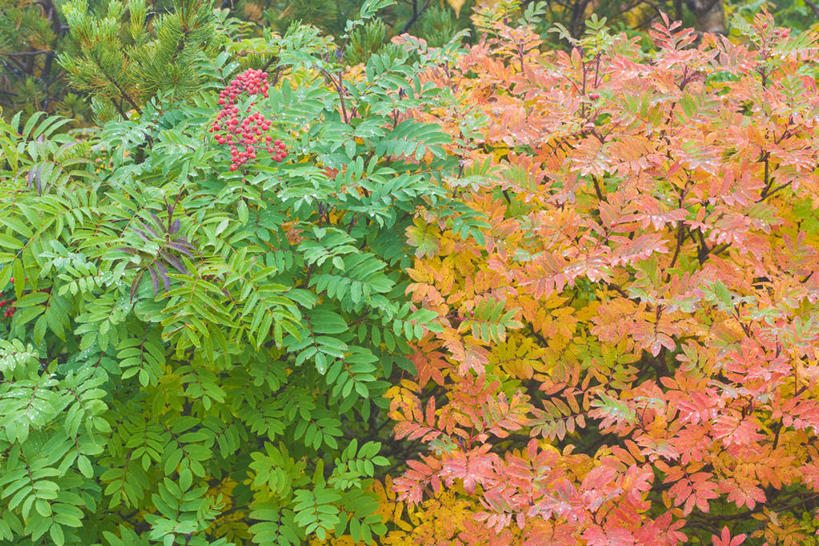 无人,横图,室外,白天,正面,美景,秋季,树林,植物,长野县,日本,亚洲,阴影,光线,影子,景观,树,树木,绿色,阳光,自然,景色,生长,成长,自然风光,东亚,本州,本州岛,日本国,中部地方,岐阜,岐阜县,长野,乘鞍高原,秋,秋天,彩图