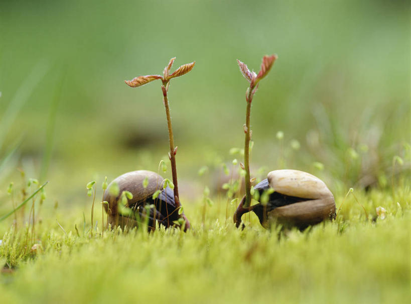 无人,横图,室外,特写,白天,正面,美景,植物,阴影,朦胧,模糊,光线,影子,景观,发芽,绿色,阳光,自然,景色,生长,成长,自然风光,橡树,抽芽,沼生橡树,彩图