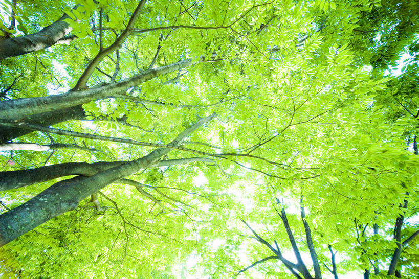 无人,横图,室外,白天,仰视,美景,森林,树林,植物,日本,亚洲,阴影,光线,影子,景观,树,树木,绿色,阳光,自然,景色,生长,成长,自然风光,东亚,本州,本州岛,日本国,近畿地方,近畿,滋贺,滋贺县,县厅,大津市,彩图,低角度拍摄,大津