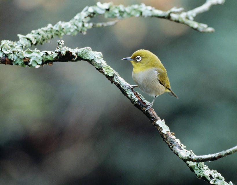 无人,站,横图,室外,特写,白天,侧面,美景,雪,植物,大雪,鸟,阴影,朦胧,模糊,光线,鸟类,影子,积雪,景观,雪景,冬季,冬天,枝条,地衣,注视,树,树木,树枝,一只,绿色,阳光,自然,动物,观察,看,站着,景色,寒冷,可爱,活泼,生长,成长,观看,察看,关注,自然风光,暗绿绣眼鸟,严寒,绣眼,绣眼儿,绣眼鸟,白日眶,观赏鸟,虬枝,枝杈,站立,彩图,全身
